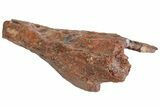 Fossil Metoposaurid Skull Section - Chinle Formation, Arizona #153725-5